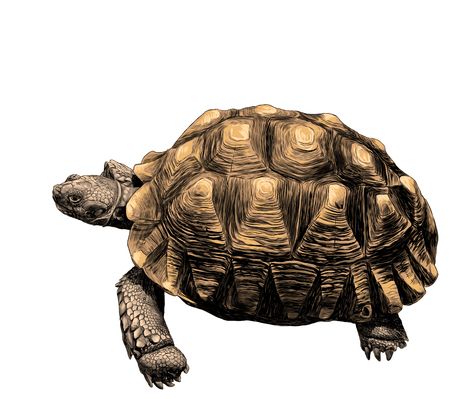 Tortoise