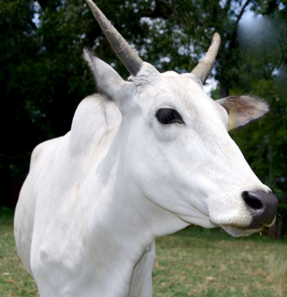 mini Zebu